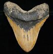 Monster Megalodon Tooth From North Carolina #8776-1